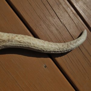 Medium Split Elk Antler